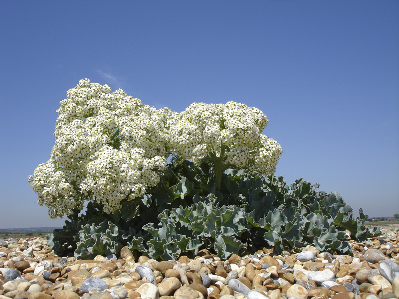 Sea Kale © Barry Yates