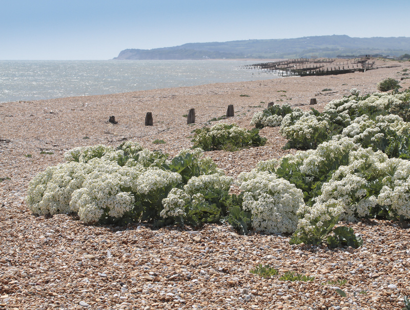 The beach at Rye Harbour The beach at Rye Harbour