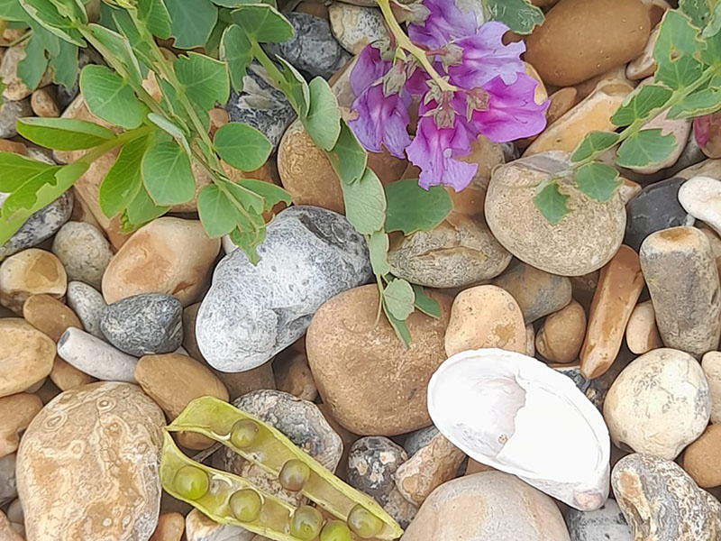 Sea Pea