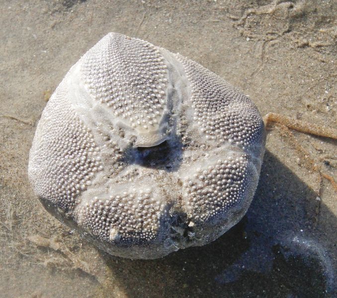 Sea Potato © Barry Yates