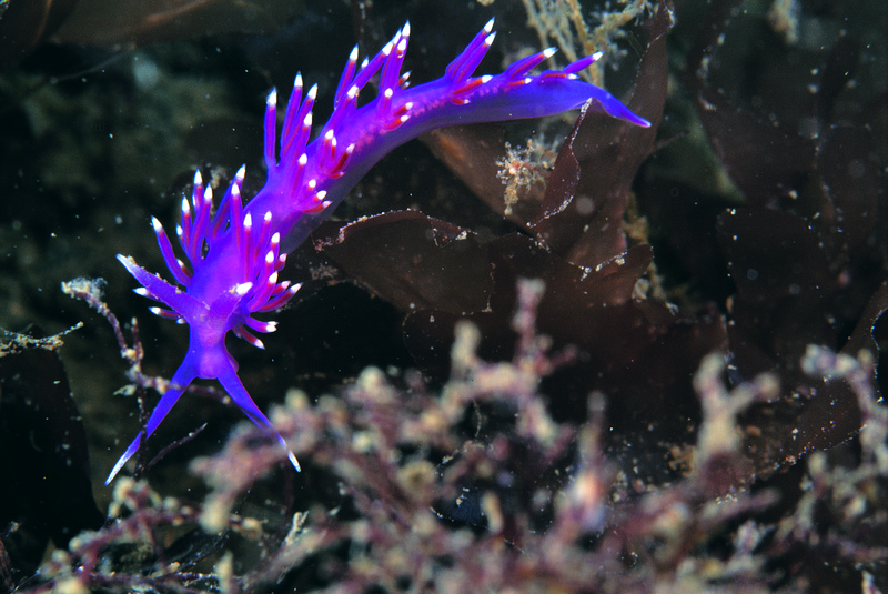 Flabellina Sea Slug © Paul Naylor Flabellina Sea Slug © Paul Naylor