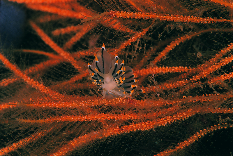 Tri-colour Sea Slug © Paul Naylor Tri-colour Sea Slug © Paul Naylor