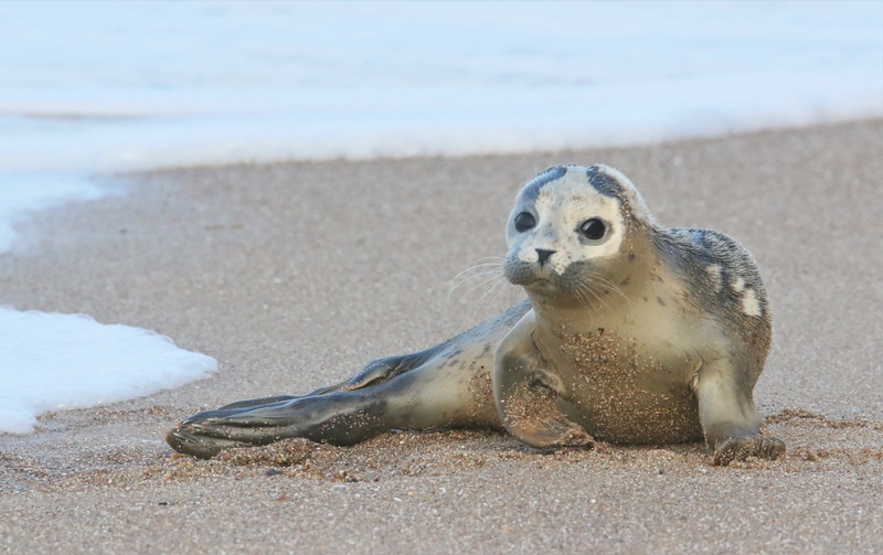 Common Seal Common Seal