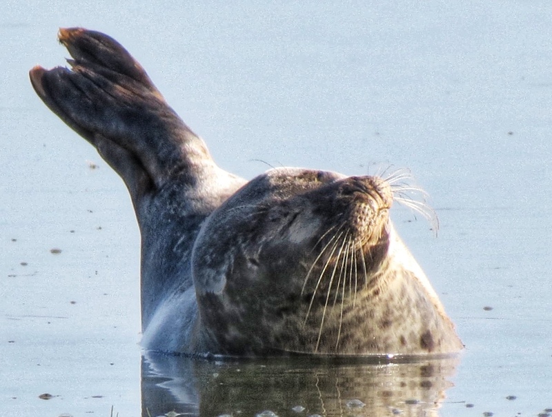 Celebrating the seals of Rye Harbour Nature Reserve for International Day of the Seal