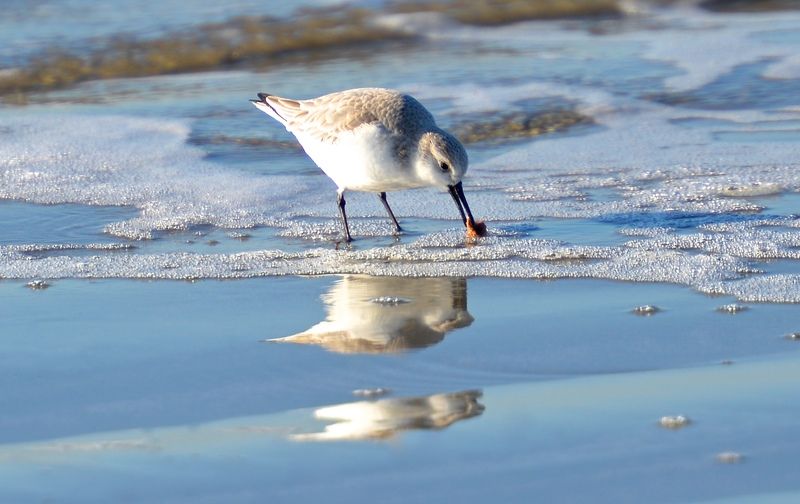 Sanderling © Peter Hofman