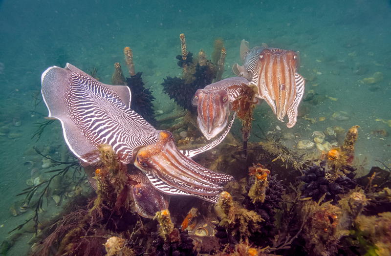 Cuttlefish © Paul Parsons