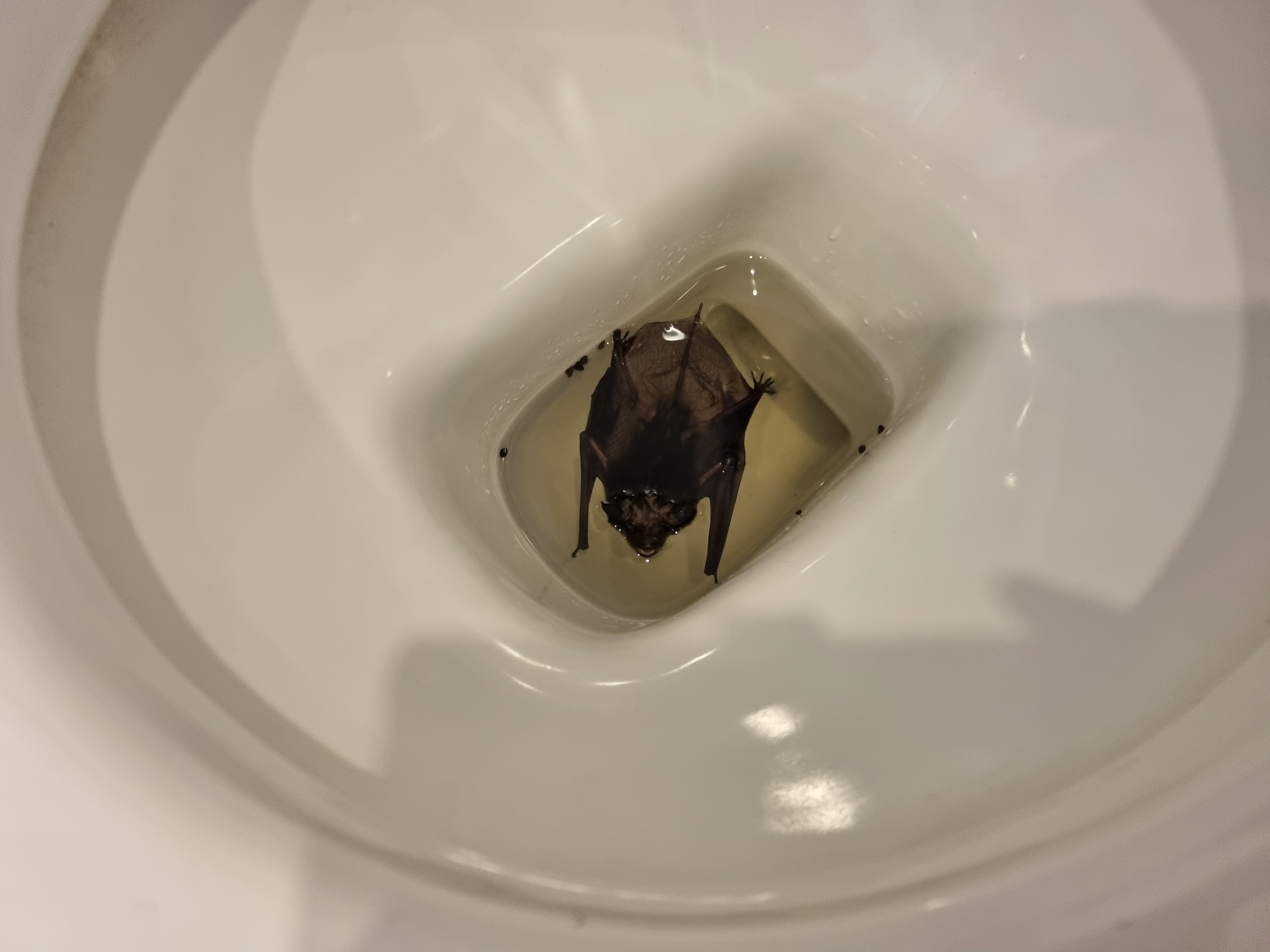 'Louis' the Serotine stranded in the toilet © SB