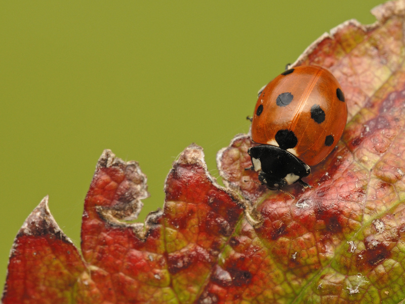 7-spot Ladybird © Dawn Monrose 7-spot Ladybird © Dawn Monrose