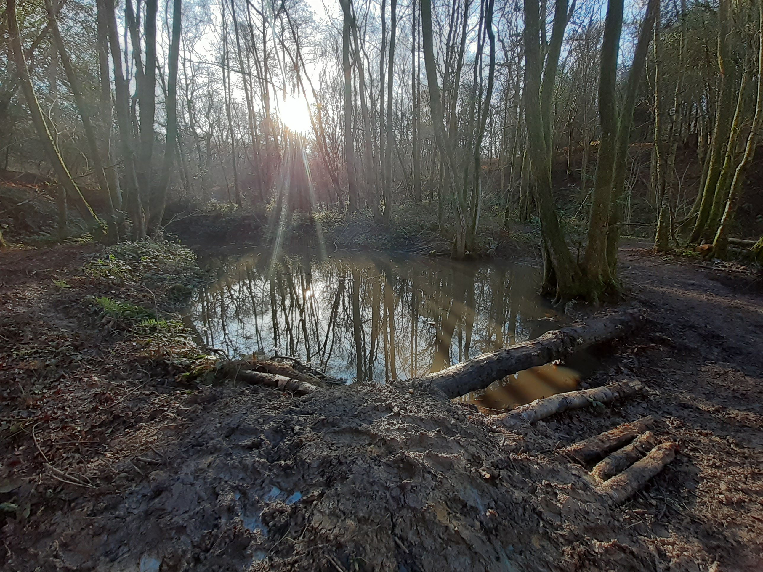 Leaky dam and pond at Costells Wood