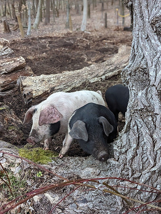 pigs