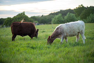 Cows on Slow Grown farm