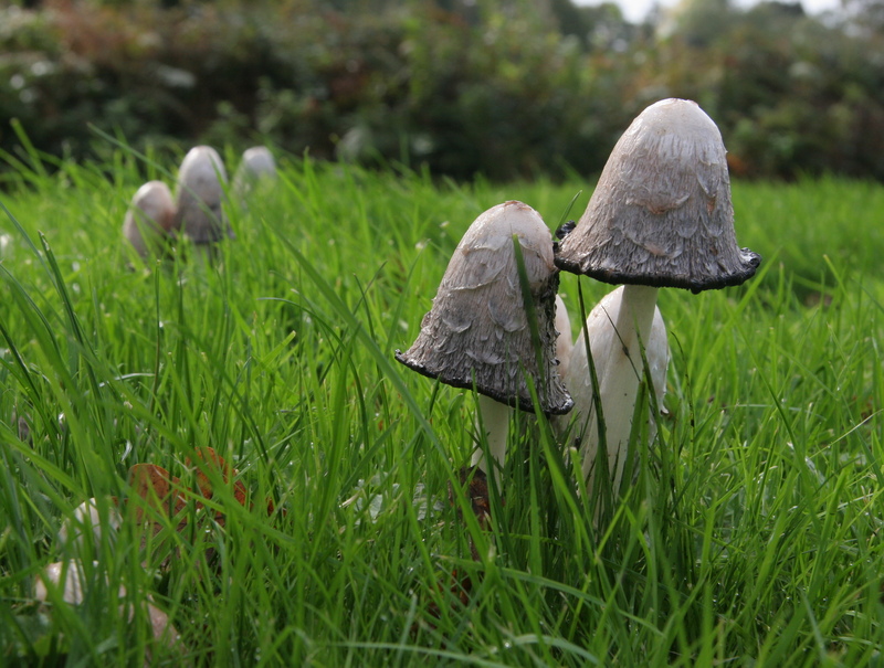 Shaggy Inkcap Shaggy Inkcap