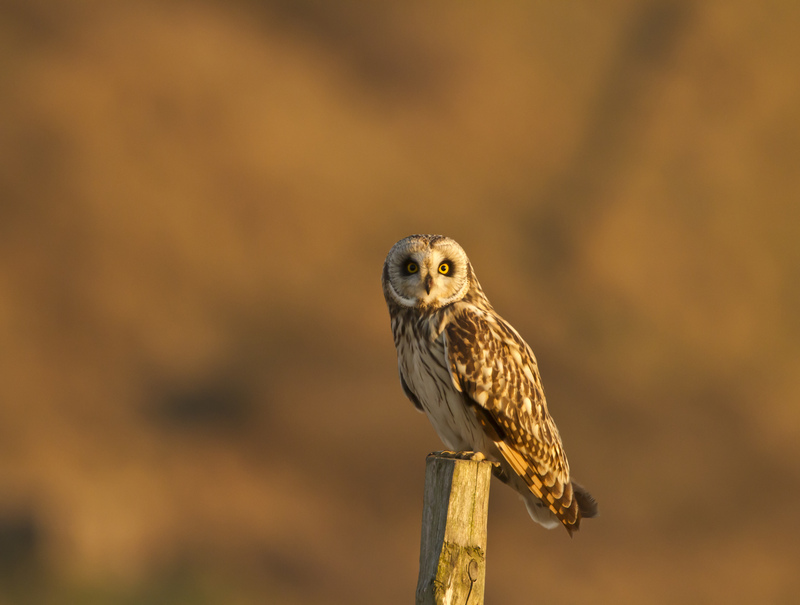 Short-eared Owl