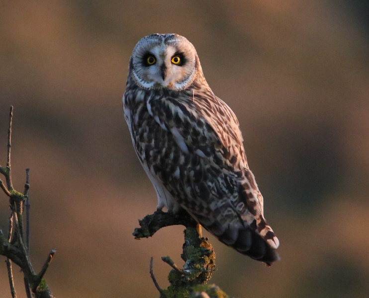 Short-eared Owl Short-eared Owl