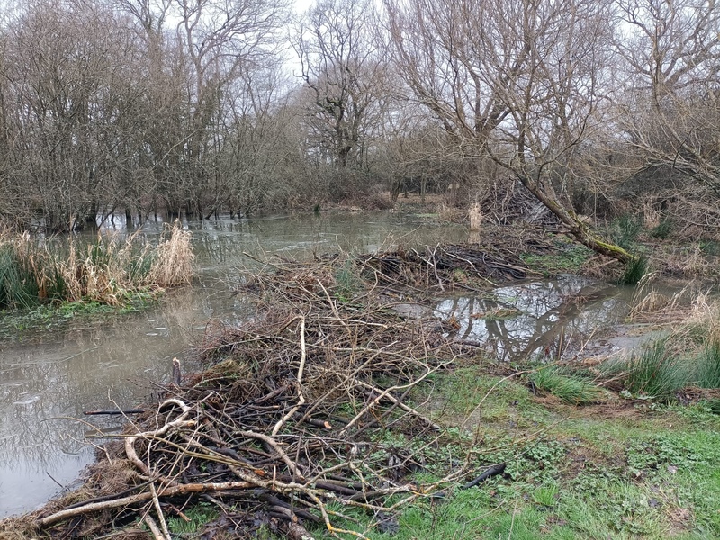 Signs of Beaver engineering at Knepp © Sophie Atkinson
