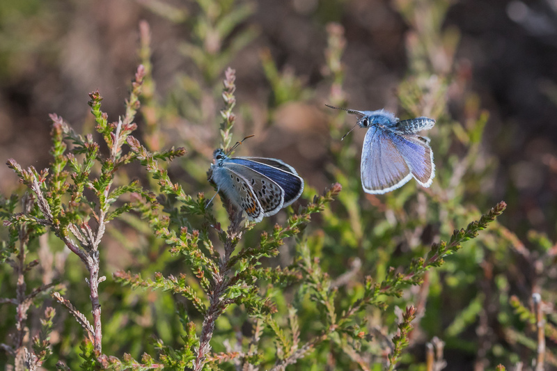 Silver-studded Blue Butterflies Silver-studded Blue Butterflies