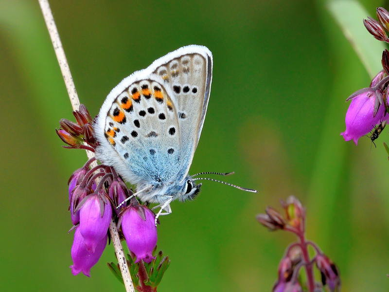 Silver-studded Blues with Tom Lee