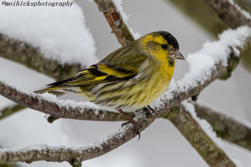 Siskin