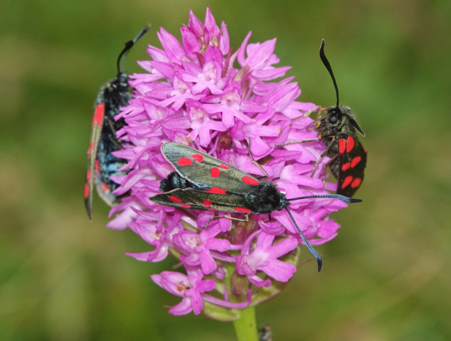 Six-spot Burnet moth on Pyramidal Orchid © Barry Yates