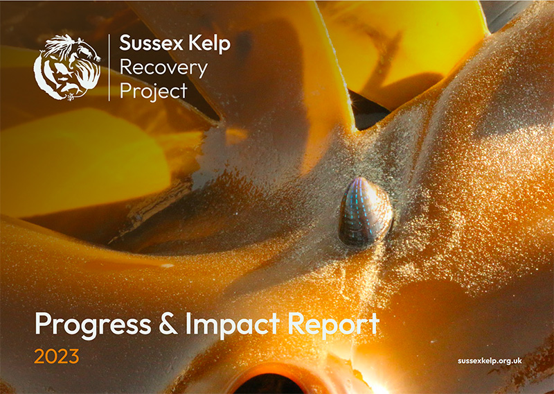 Sussex Kelp Recovery Project Progress & Impact Report 2023