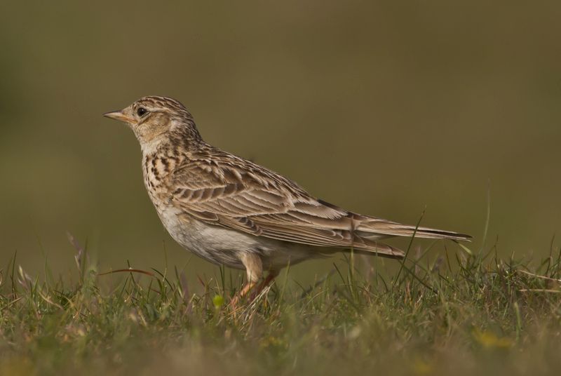 Skylark © Paul Lindley