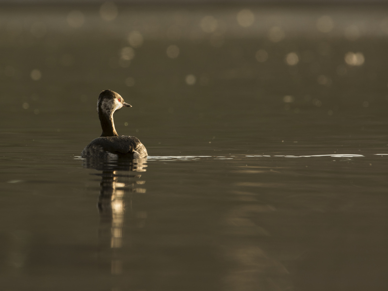 Slavonian Grebe © Peter Brooks