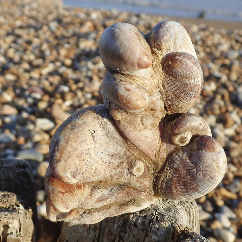 Slipper Limpets