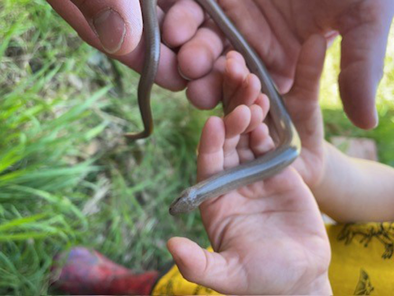 Slow Worm