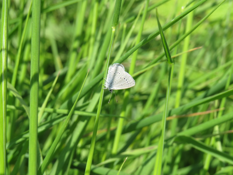 Small Blue © James Milton