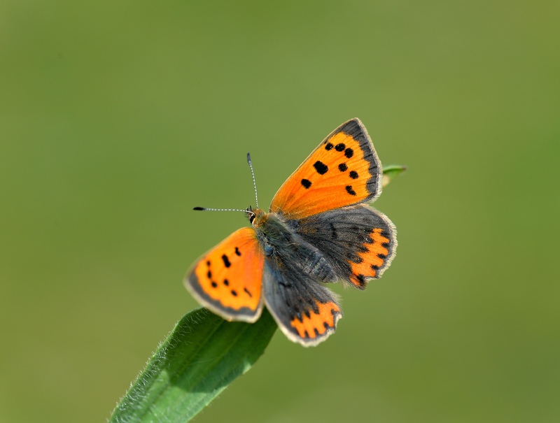 Small Copper Butterfly