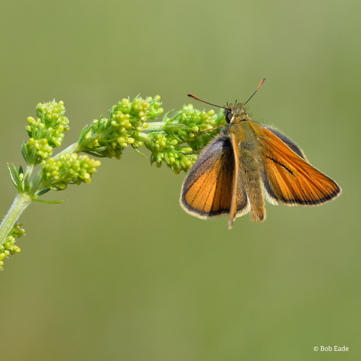 Small skipper BobEade
