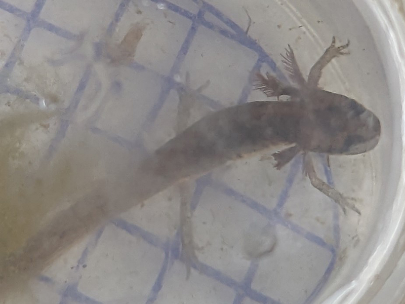 Smooth Newt