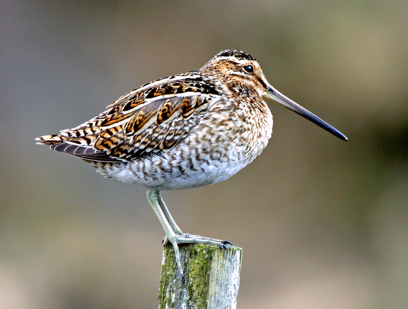 Snipe