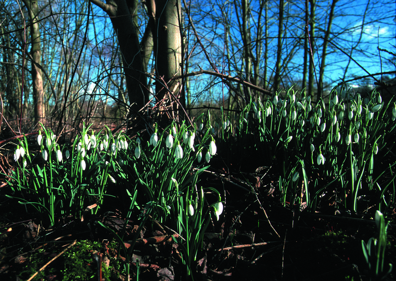 Snowdrops © Darin Smith