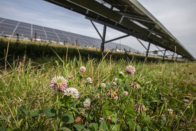 Webinar: Solar Farms - Can they deliver for habitats and nature?