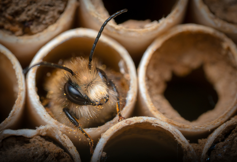Red Mason Bee © Paul Parsons