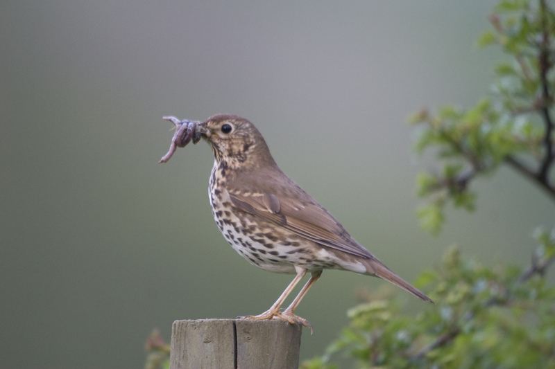 Song Thrush © Darin Smith Song Thrush © Darin Smith