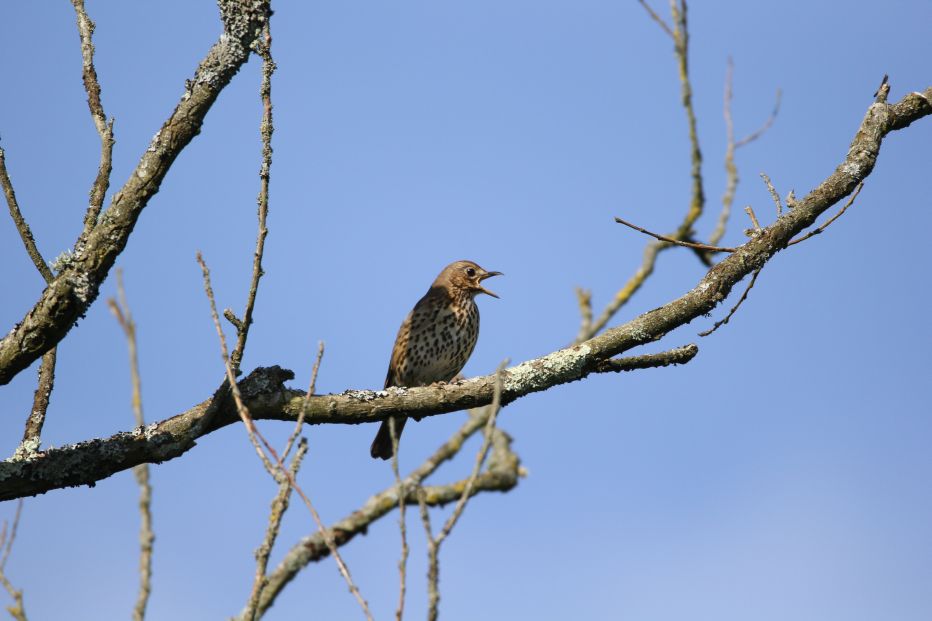 Song Thrush in Song©James DuncanSussex Wildlife Trust