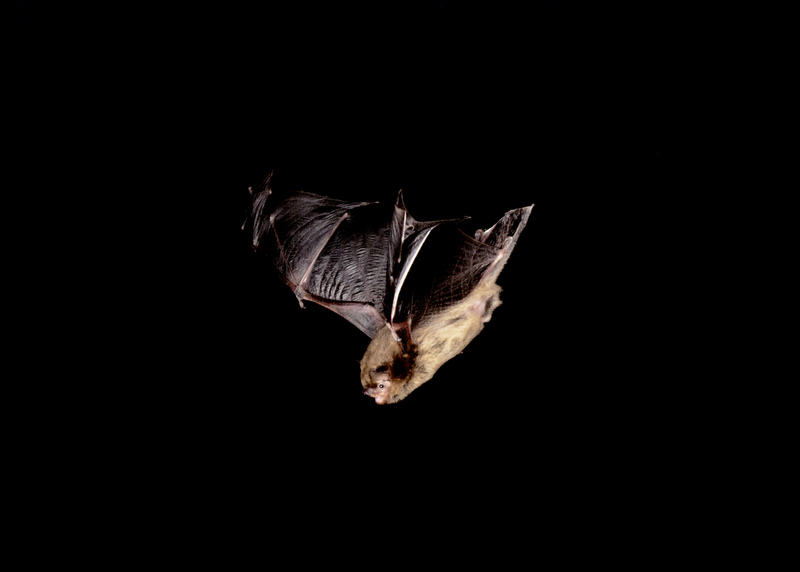 Soprano Pipistrelle Bat © Hugh Clark FRPS