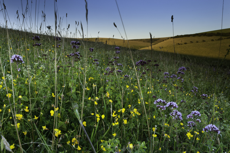 Southerham chalk downland © Nigel Symington Southerham chalk downland © Nigel Symington