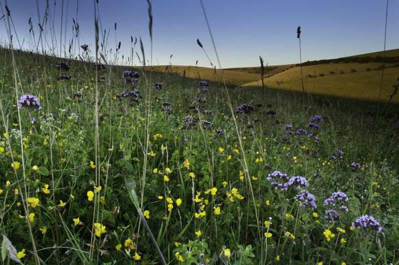 Southerham chalk flowers © Nigel Symington
