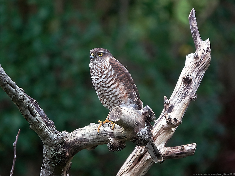Female Sparrowhawk © PK