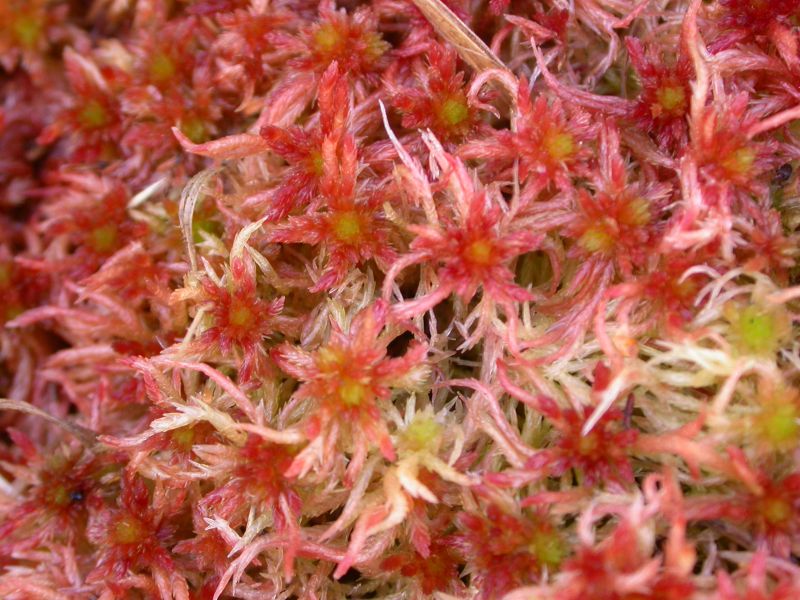 Sphagnum subnitens at Ashdown Forest © Brad Scott