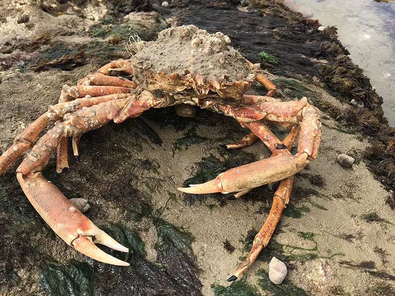 Spider Crab © Sophie Maplesden Spider Crab © Sophie Maplesden