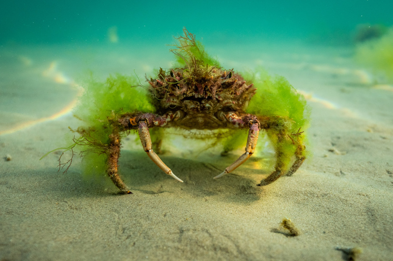 Spider Crab © Piers Fearick