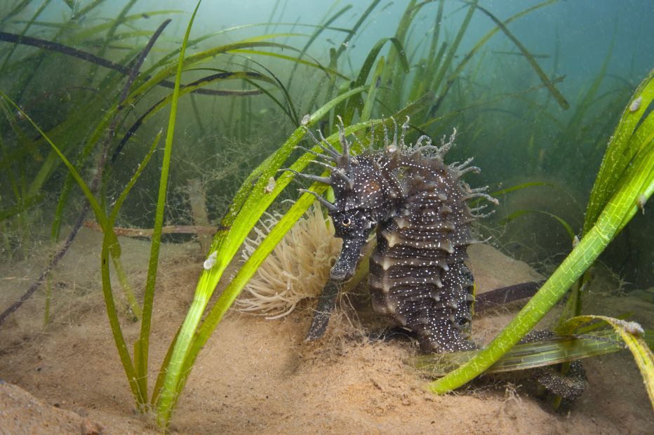 Spiny Seahorse in Seagrass©Alexander Mustard2020VISIONSussex Wildlife Trust