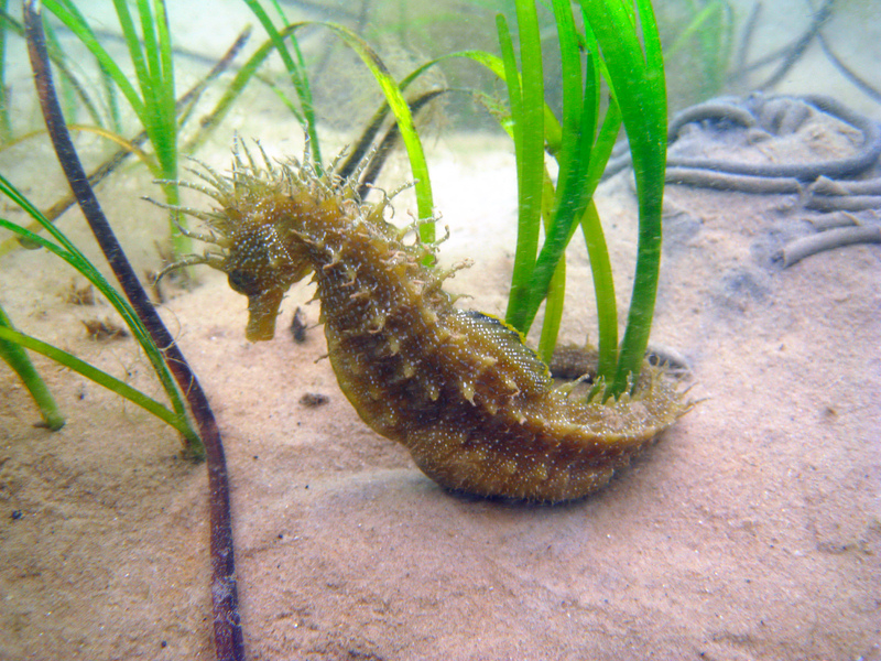 Spiny Seahorse © Julie Hatcher