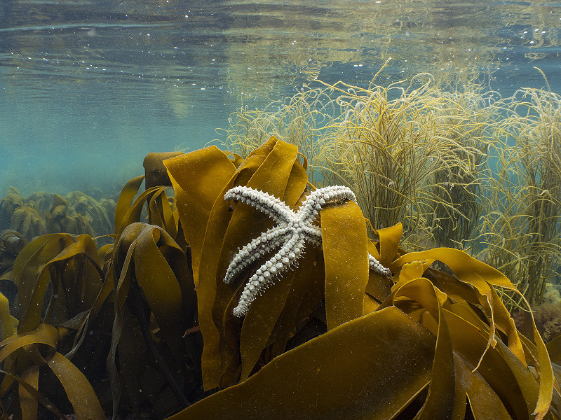The Sussex kelp recovery story – five years in