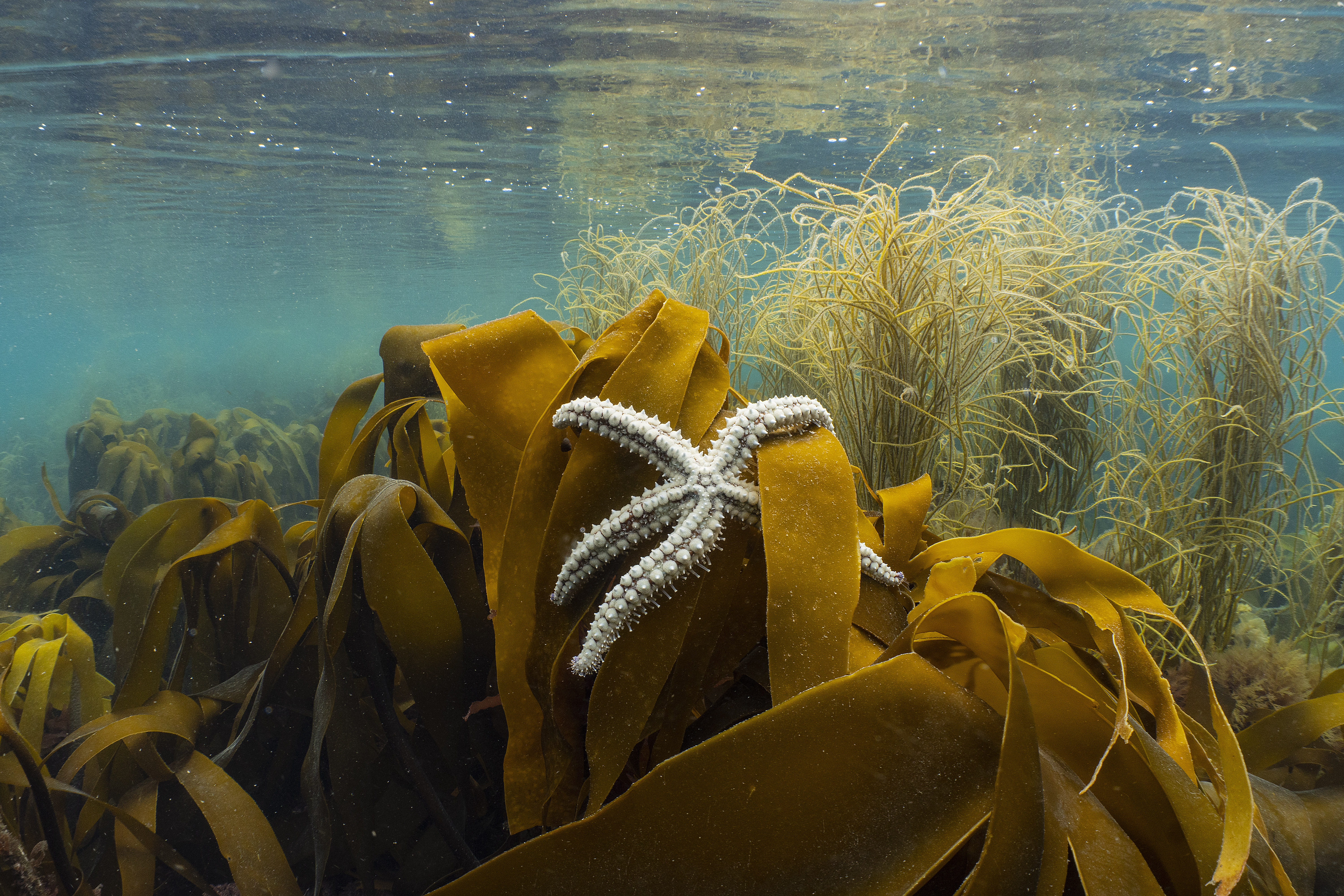 The Sussex kelp recovery story – five years in