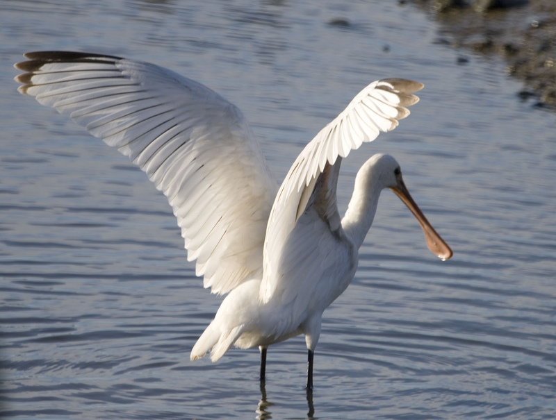 Spoonbill